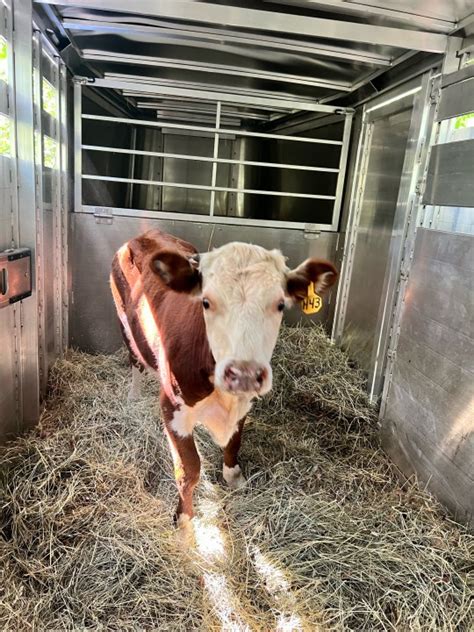 steer in tagalog|Boston's loose steer, not a bull, taken into custody in Roslindale .